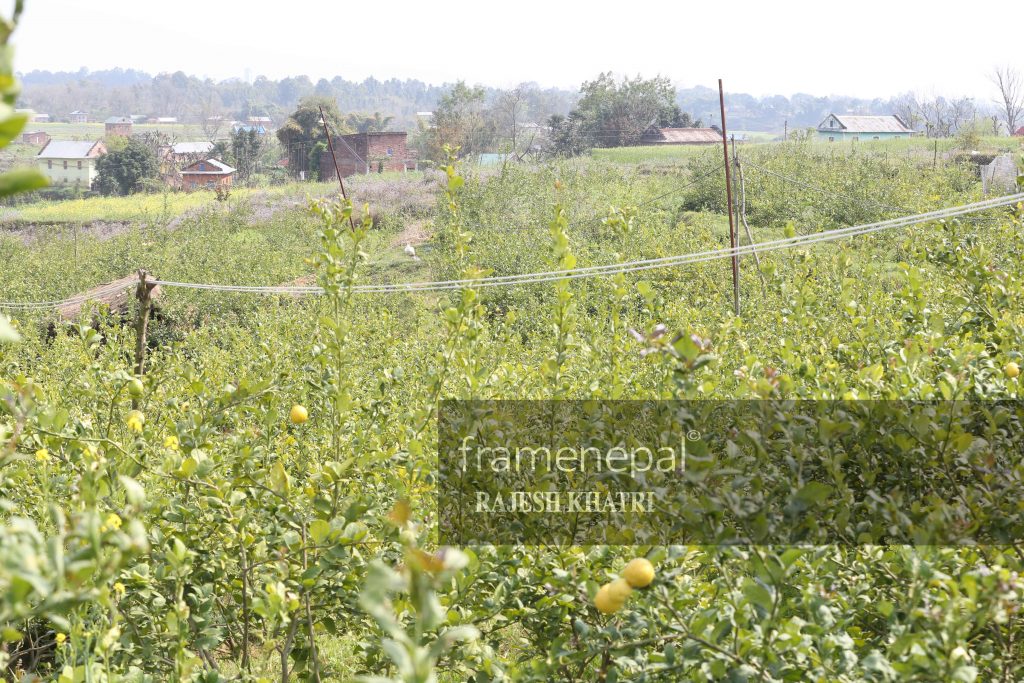Lemon Farm , Best Images For Lemon, Lemon Farm in Nepal Lemon Farm Organic Family Food,Lemon farm - Agriculture in Nepal, sun kagati in nepal lemon farming in nepal
