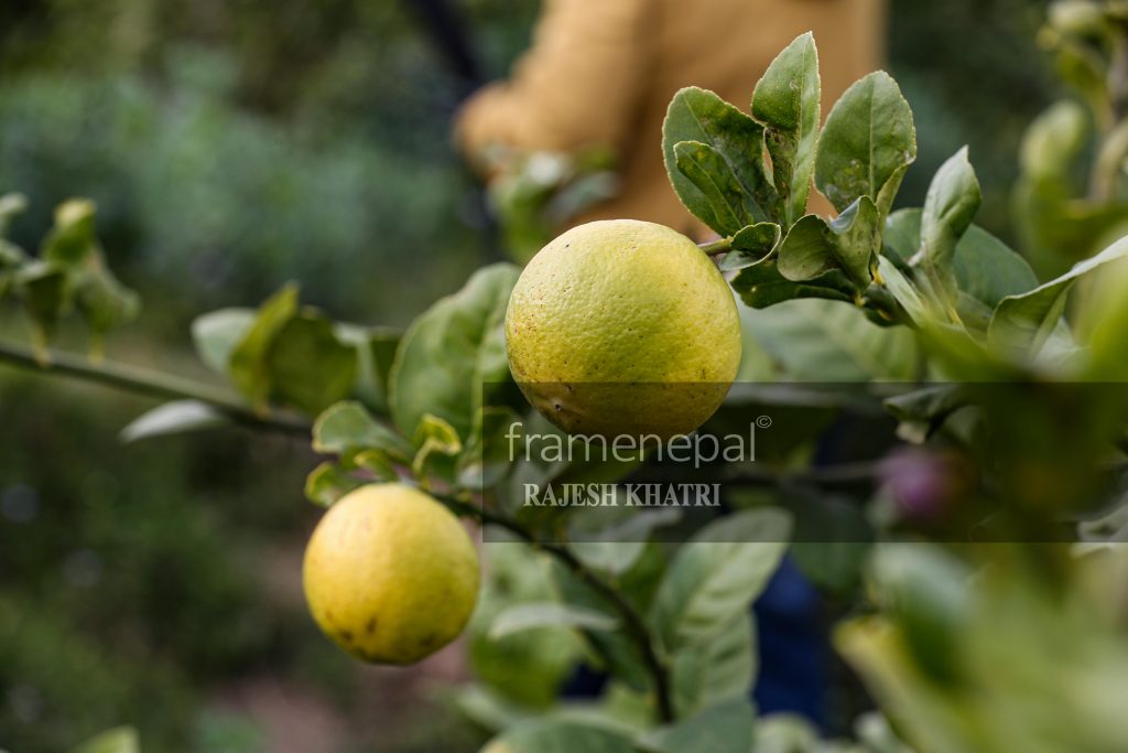 Lemon Farm , Best Images For Lemon, Lemon Farm in Nepal Lemon Farm Organic Family Food,Lemon farm - Agriculture in Nepal, sun kagati in nepal lemon farming in nepal