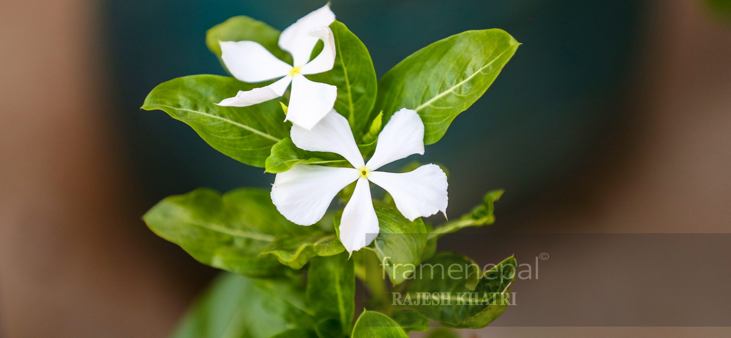 Best Nepali flower, Beautiful Flowers Images, Images Wallpapers, HD Image »  Frame Nepal Frame Nepal
