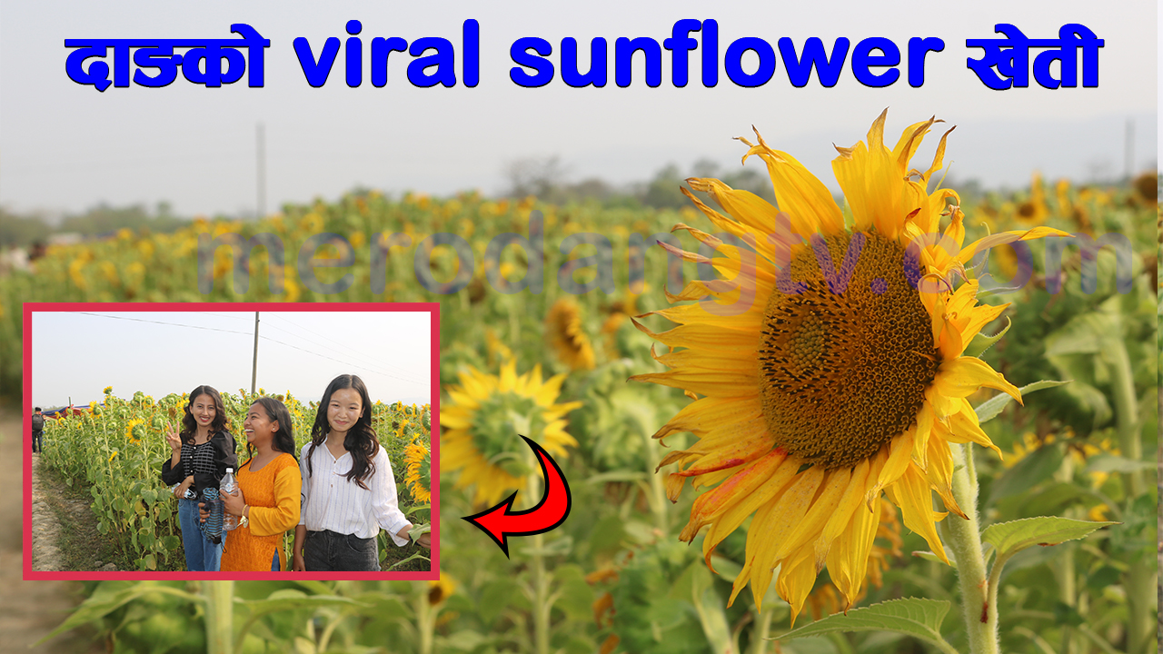 Viral Sunflower Garden in Nepal